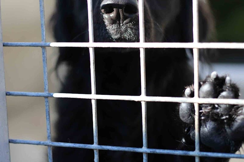 Société Protectrice des Animaux de Bordeaux et Sud Ouest Mérignac photo