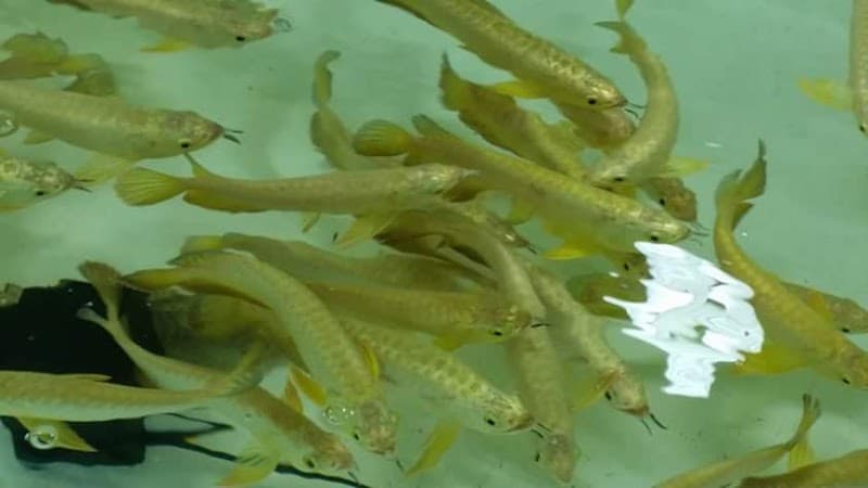 Songkhla Aquarium Fish Spa photo