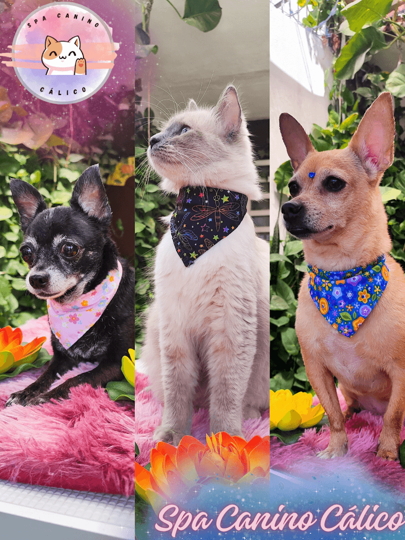 Spa Canino Cálico Chiapa de Corzo photo