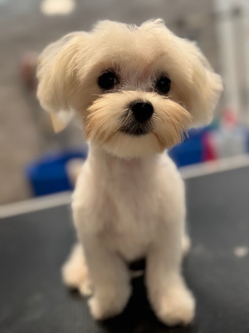 Spa dla Psa i Kota Trzemeszno photo