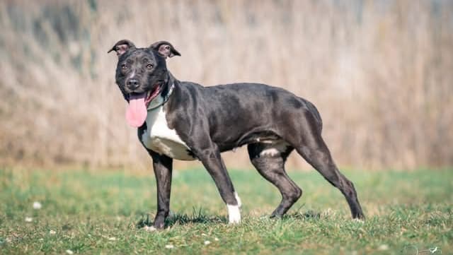 Spa du Douaisis la Page Canine Goeulzin photo