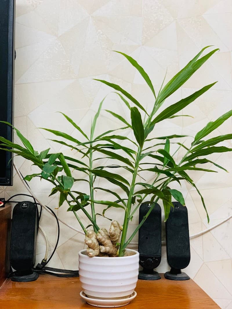 Spa Lá Gừng, 19 Nguyễn Biểu, Buôn Ma Thuật ,Massage Body, Massage Trị Liệu Cổ Vai Gáy, Massage Bầu, Gội Đầu Trị Liệu. Buôn Ma Thuột photo