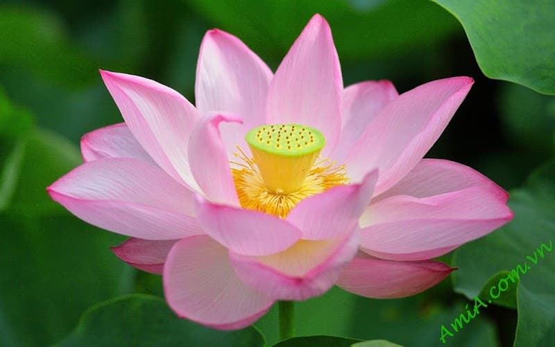 Spa Liên Liên Quận 4 photo