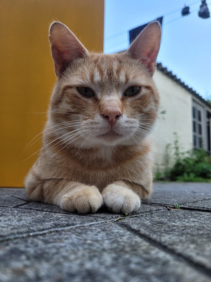 SPA Montpellier Méditerranée Métropole photo