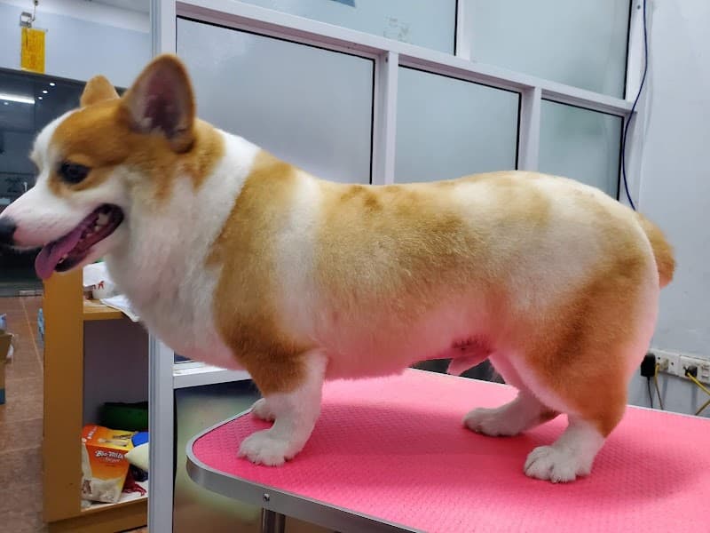 Spa Muối Pet Nam Định photo