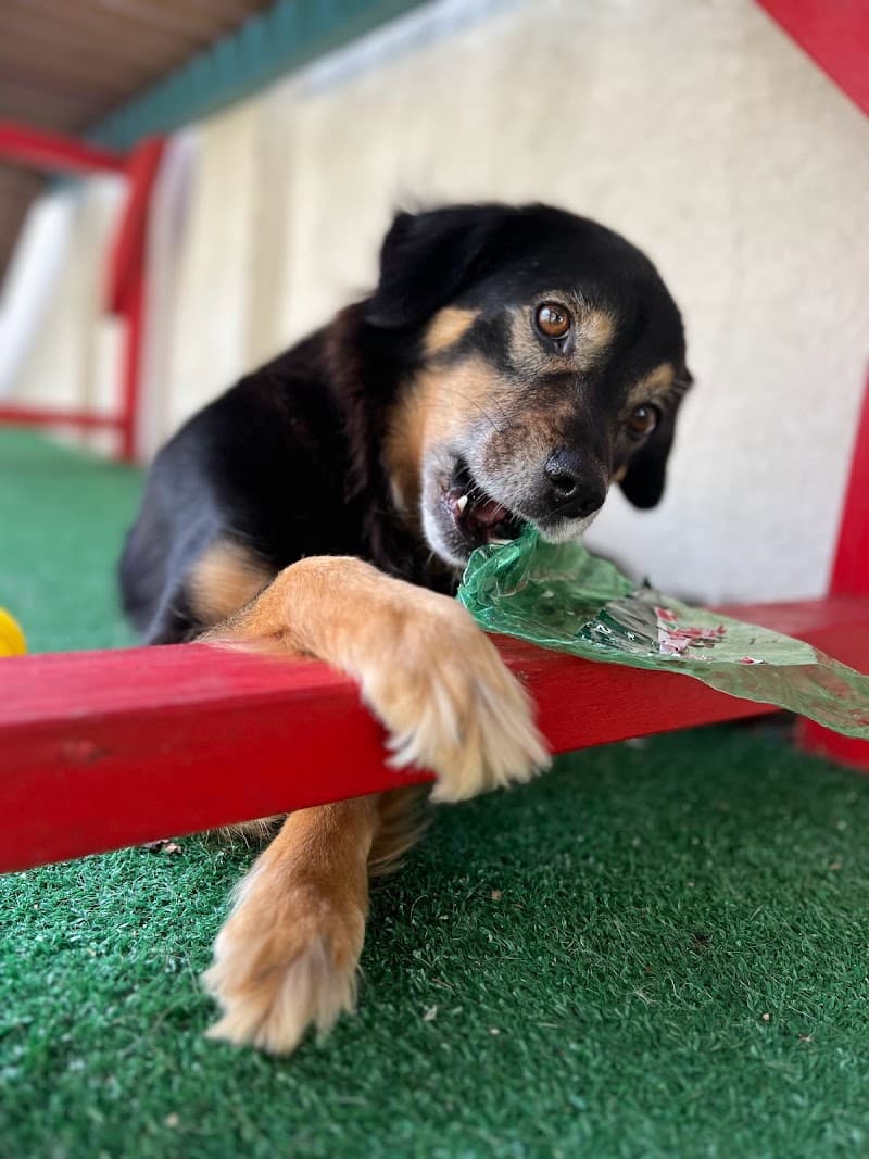 Spa Pet Thoriscão Porto Alegre photo