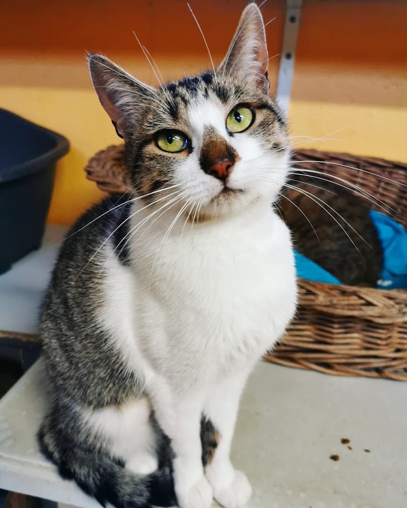 SPA Refuge de Cathy (55) Bar-le-Duc photo