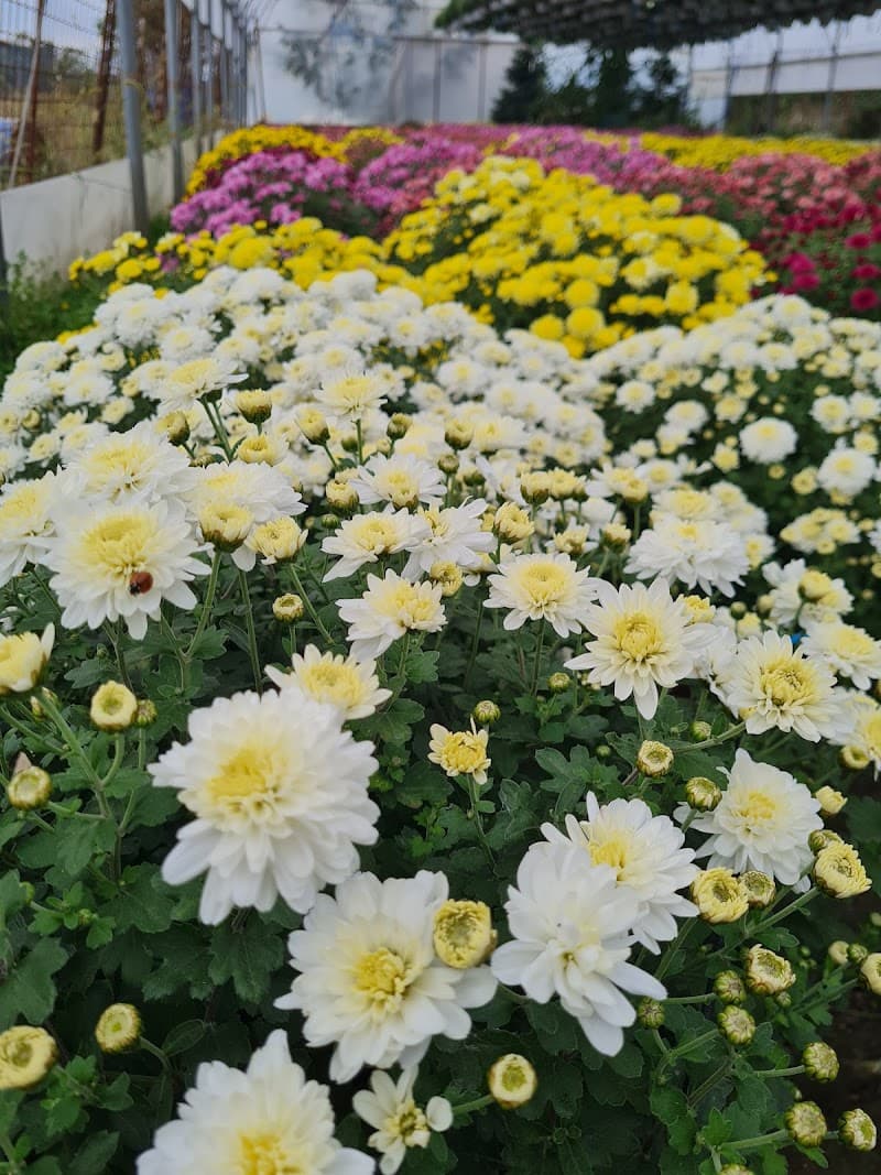 Spatii de inchiriat, Branesti Brănești photo