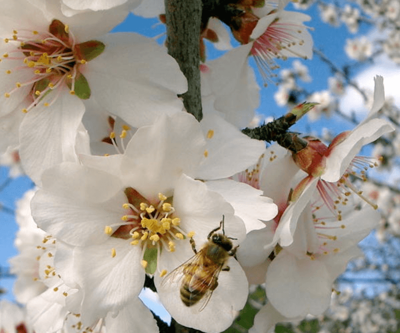 Spring Acupressure & Wellness Center photo