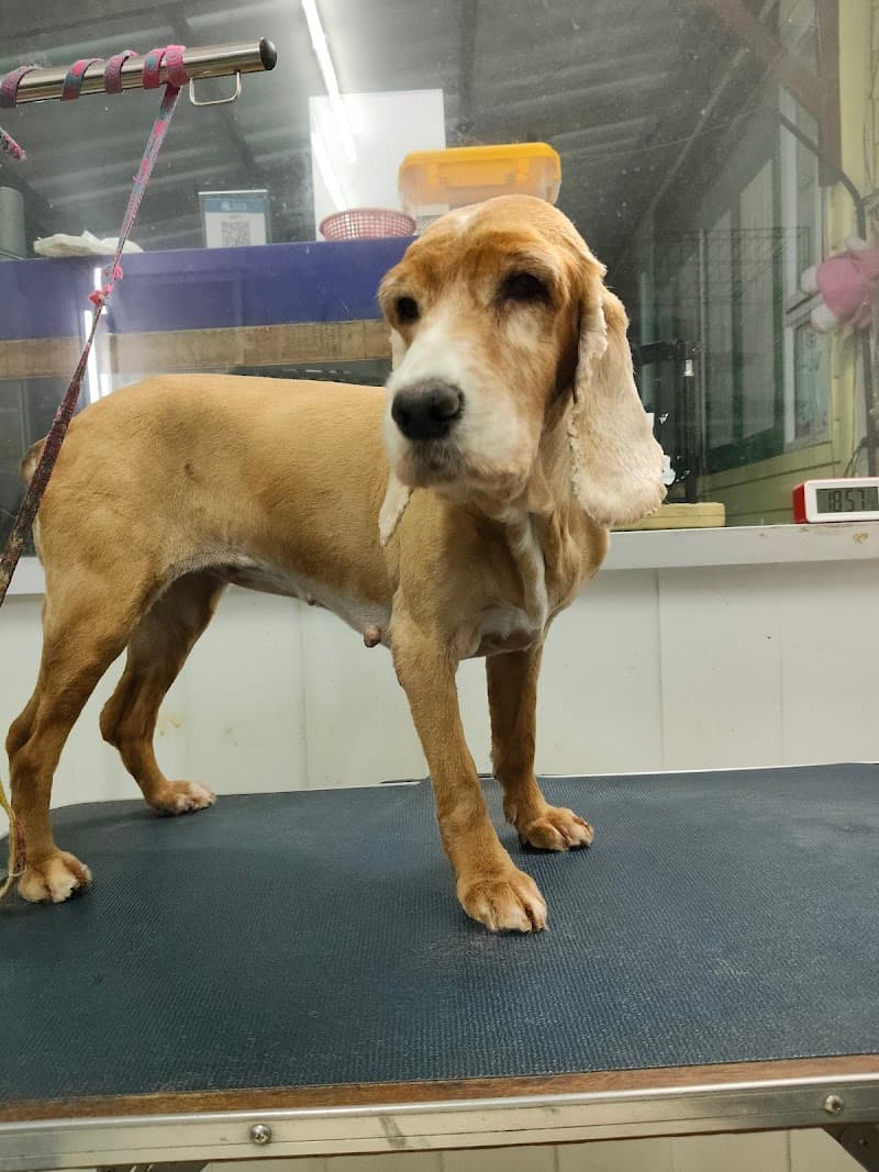 Star Dog Bath and Grooming, Tha It Bangkok photo
