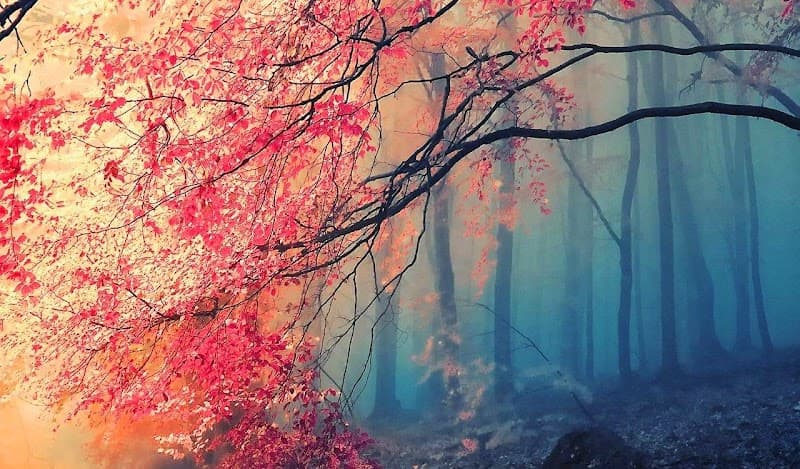 Studio Olistico Essenza Bovisio Masciago photo