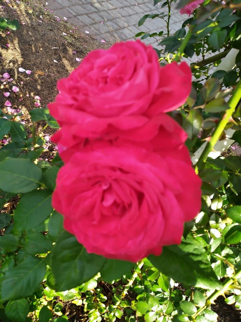 Studio Petra - masáže a kosmetika Klatovy photo