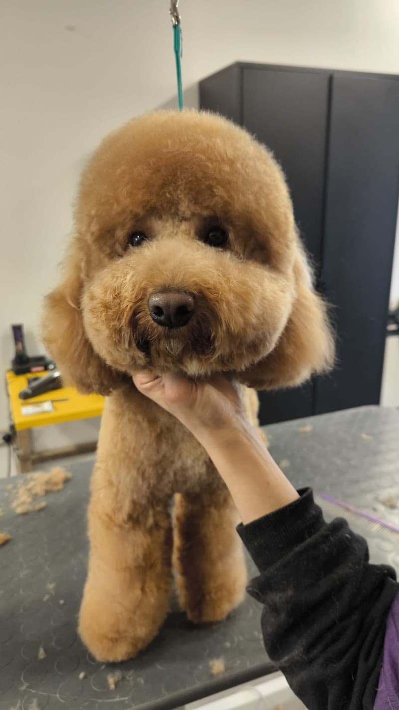 Style For Pets & Spa Castiglion Fiorentino photo