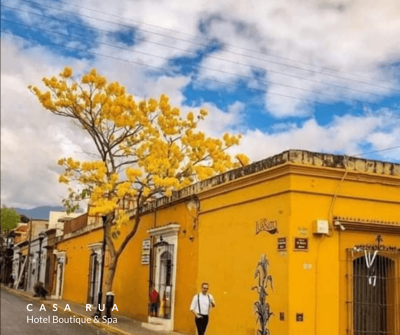 Suites Rua Oaxaca photo