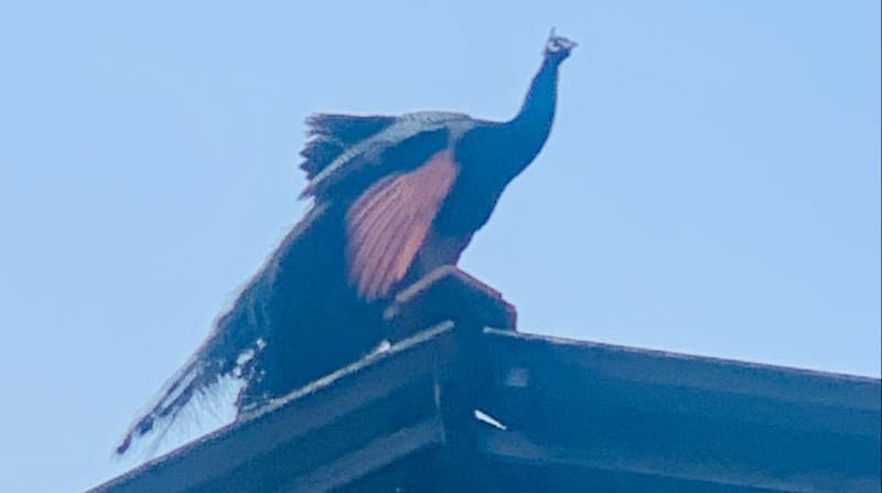 Sunset Wellness & Spa Pvt Ltd - Kurana - Negombo photo