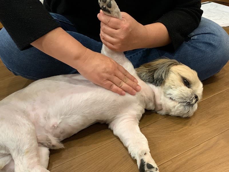 Swedish Style Dog Massage Hareri Ichikawa City photo