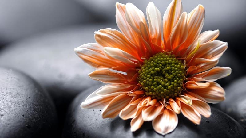 Sylvia Pizzi Spa Pointe-Claire photo