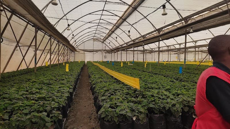 Syngenta Kenya Cuttings Ltd Thika photo