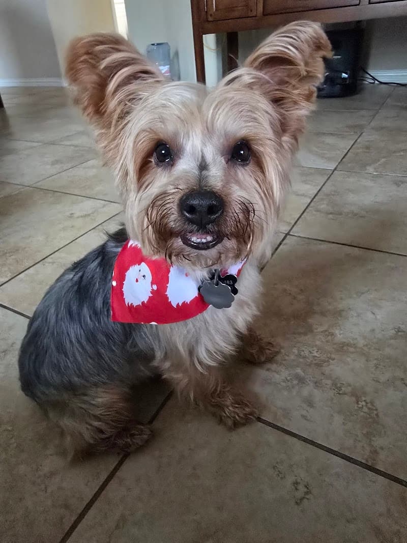 Texas Mobile Pet Spa San Antonio photo