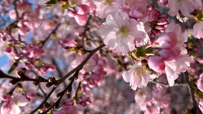 Thai massage Binhminh Salon Budapest photo