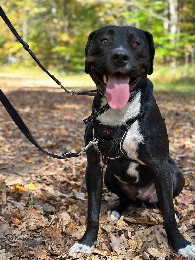 The Pet Spa and Resort Hamburg photo