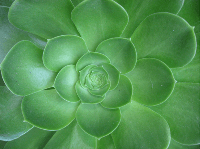 The Pore Source Edina photo