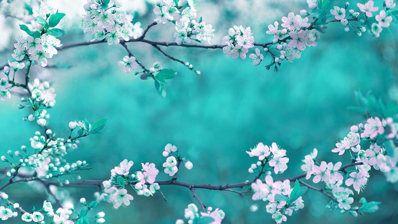 The Spa at Henley in Arden Solihull photo