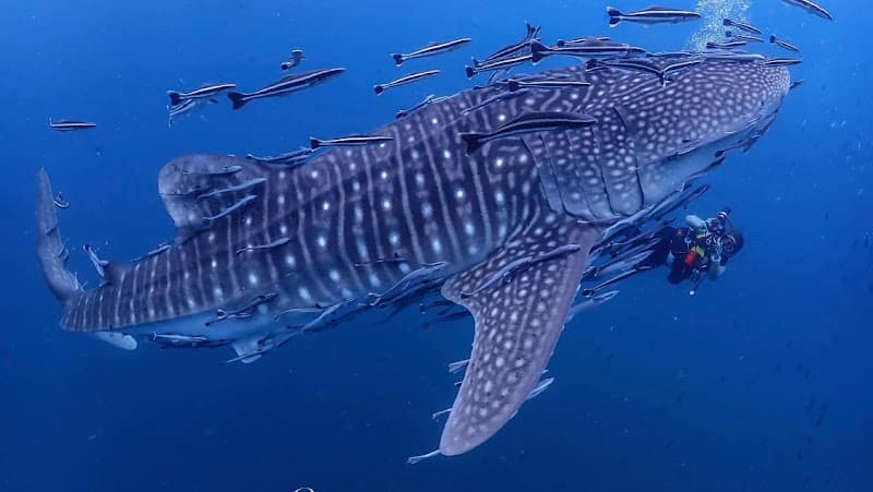 The space of king shark Isla Mujeres photo