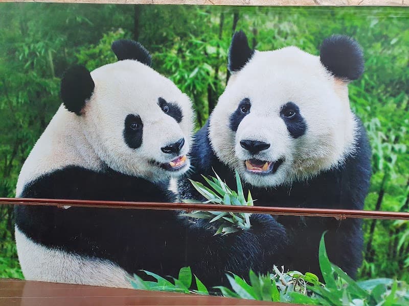 The White Panda Singapore photo