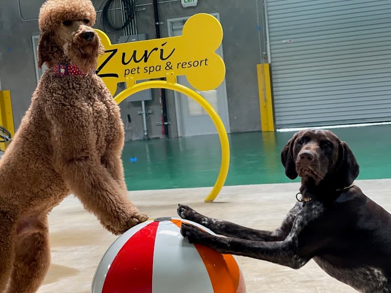 The Zuri Pet Spa and Resort Rancho Santa Margarita photo