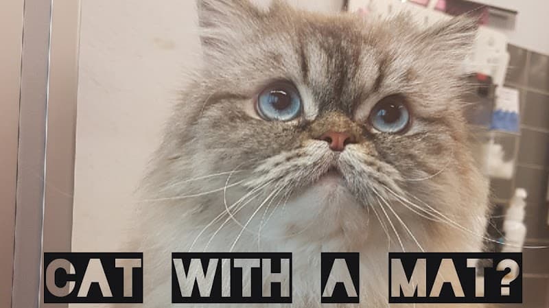 The4Paws Cat Grooming Nottingham photo