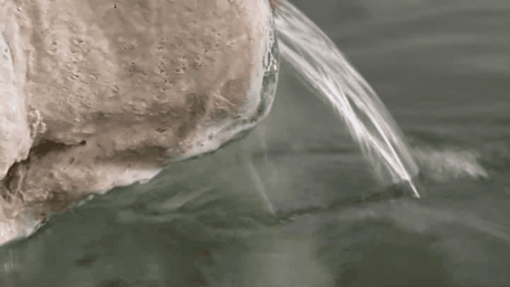 Thermes Gera Hot Springs Mytilene photo