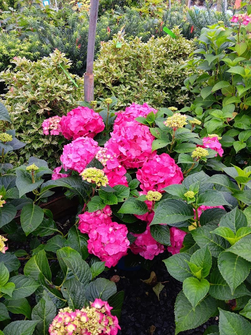 This Side of Paradise North Kansas City photo