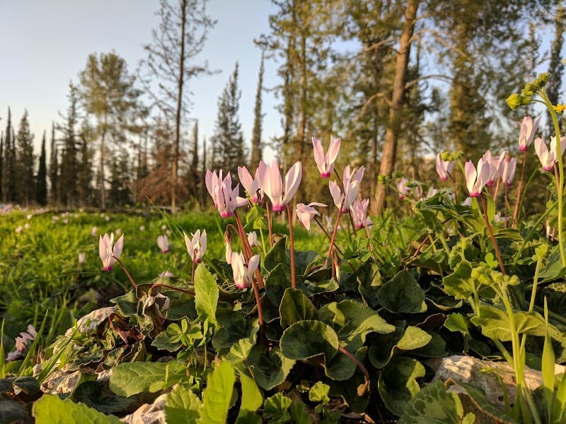 Tiger Therapy Kochav Yair Tzur Yigal photo