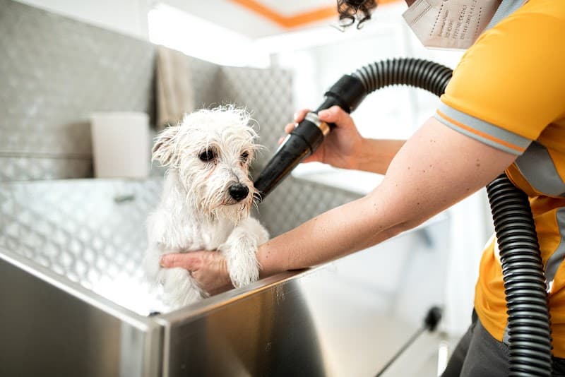 Toelettatura - DolceAcqua Comano Terme photo