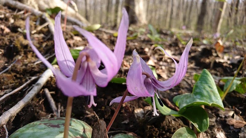 Togatta Onsen Nanokahara Zao Town, Katta District photo