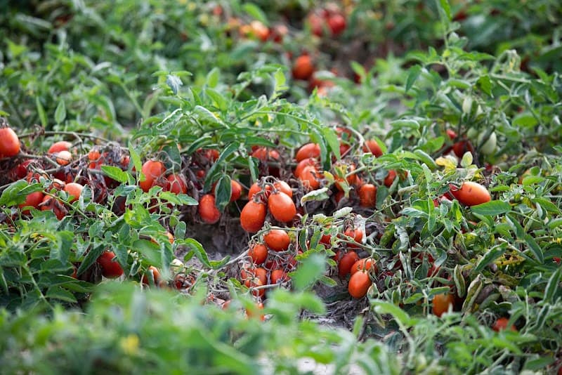 Tomato Farm SpA Pozzolo Formigaro photo