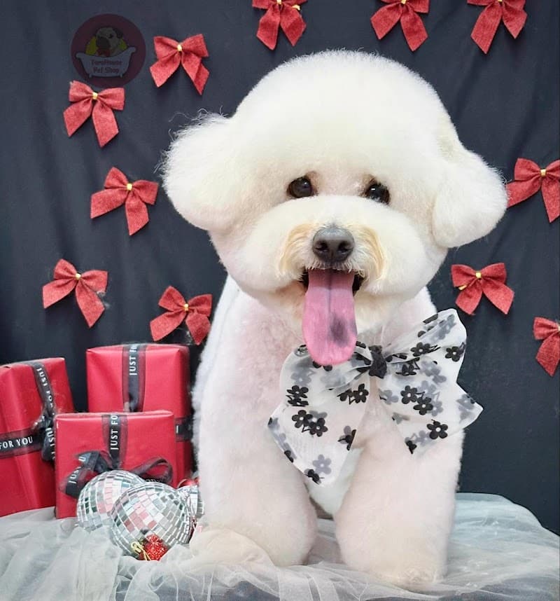 TORO House Spa and Grooming Tuy Hòa photo