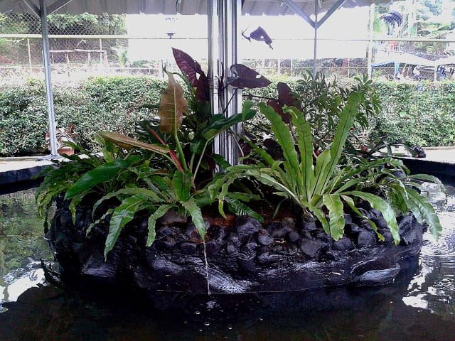 Tropikal Fish Spa Sari Ater Subang photo