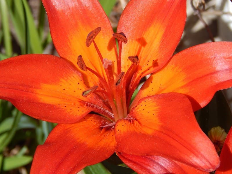 United Massage & Reflexology Martensville photo
