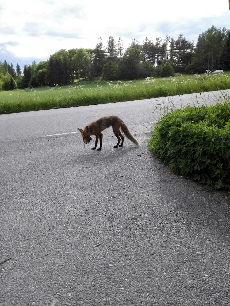Veikkarin Perämettä Paimio photo