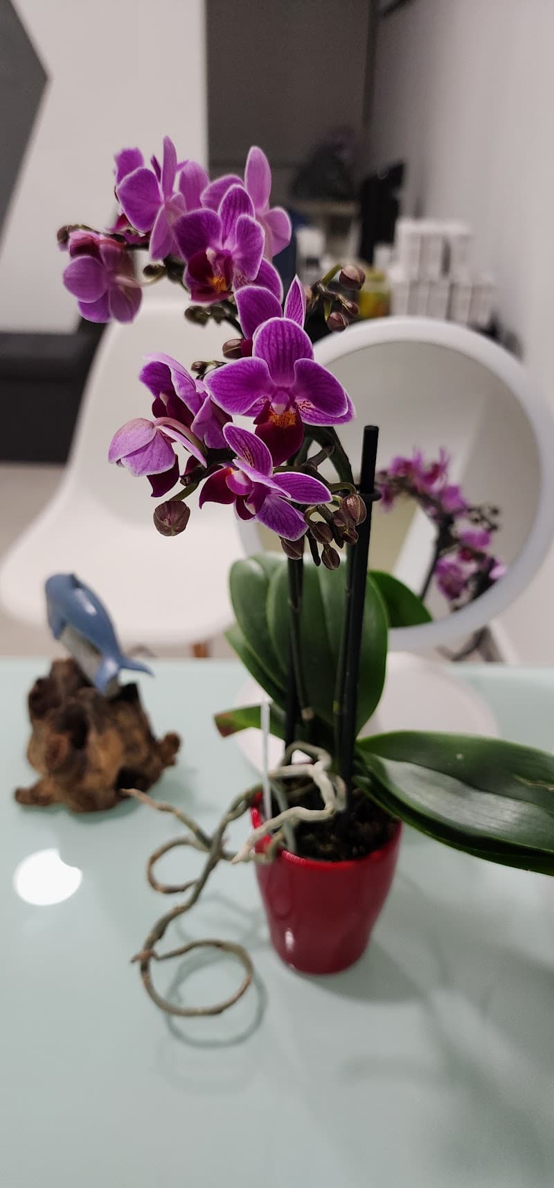 Vitality Wellness & MedSpa Puerto Vallarta photo