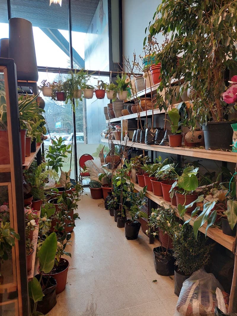 Vivero mis maravillas spa Villarrica photo