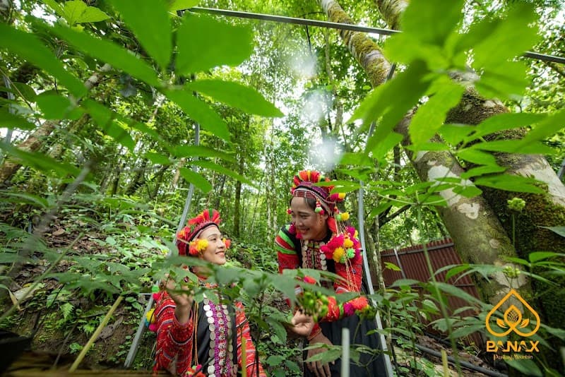 Vườn sâm Thất Diệp - Sìn Hồ, Lai Châu Quận Thanh Xuân photo