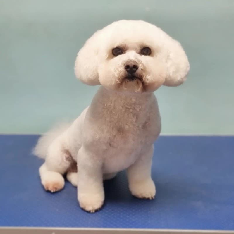 Wag & Wash Dog Grooming Spa Falkirk photo