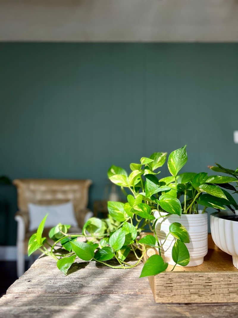 Whispering Willow Spa Cleveland photo