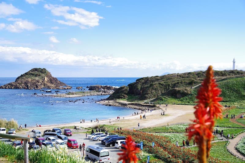 White Camellia Shimoda City photo