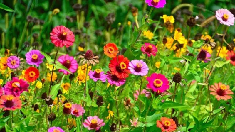 Wildflower Esthetics West Elgin photo