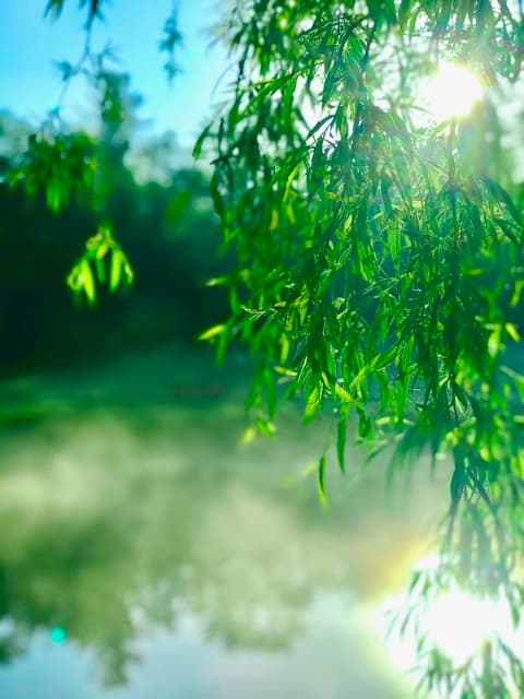 Willow Tree Massage & Reiki Windsor photo