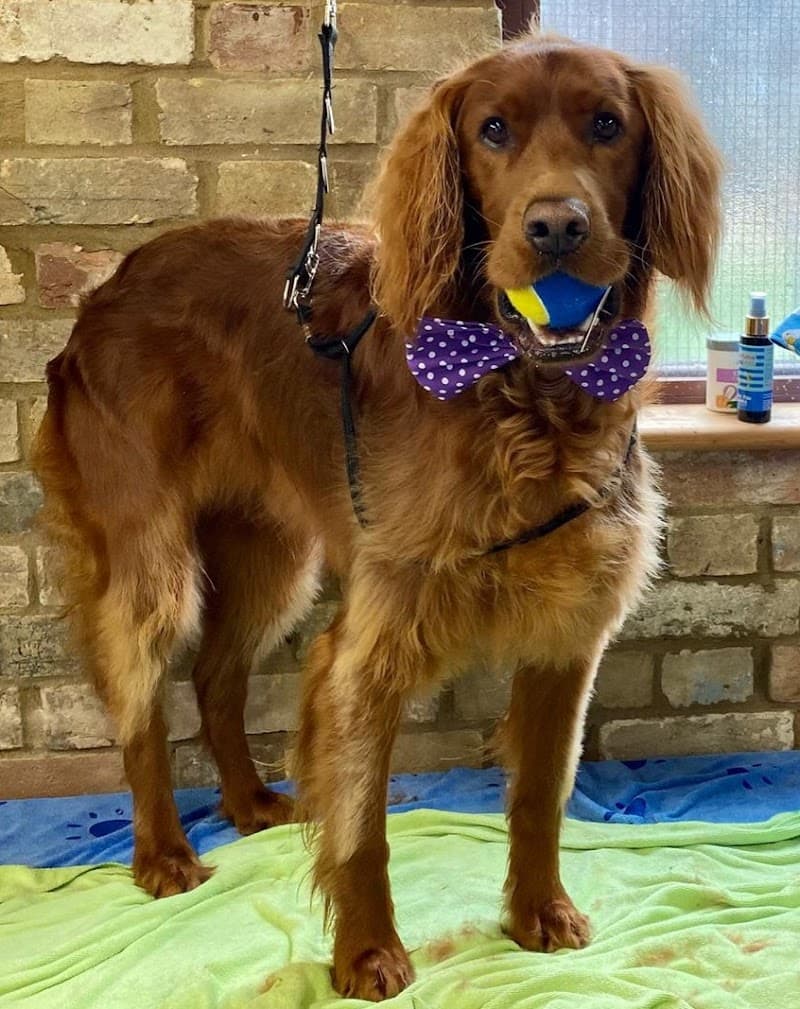 Wilma's Wagnificent Pet Spa Biggleswade photo